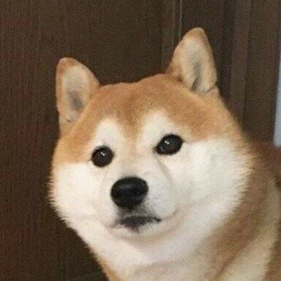 燕子酱